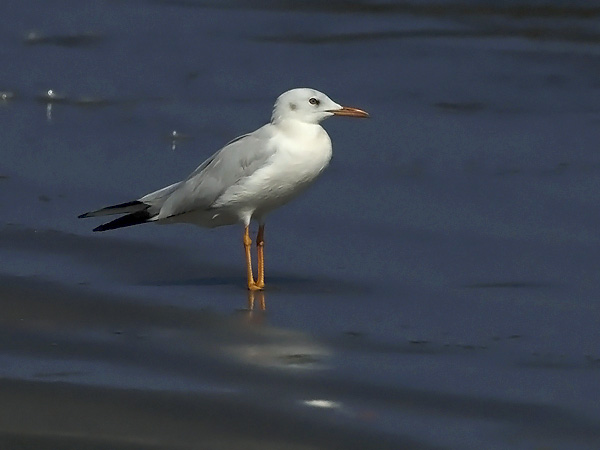 Kaitanokkalokki, Slender-billed Gull, Larus genei